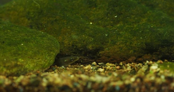 European eel - Anguilla anguilla is a species of eel, a snake-like, catadromous fish. They can reach a length of 1.5 m, juvenile eel watching out of the river bottom.