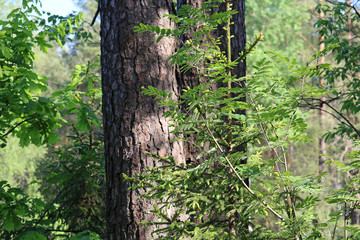 temperate broadleaf and mixed forest	