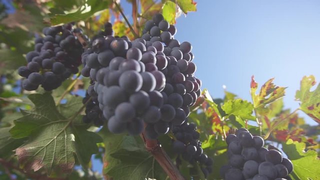 A bunch of grapes, grapes on the vine. Ripe grapes on the vine for making red wine