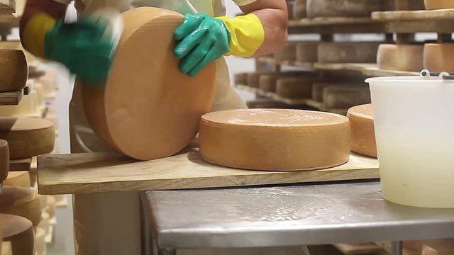 Cheesemaker is controlling the seasoning of  cheese and clean it with salt water. 