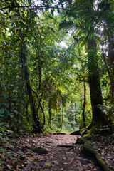 Fototapeta na wymiar Arenal Volcano National Park. Costa Rica