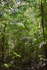 Fototapeta premium Arenal Volcano National Park. Costa Rica