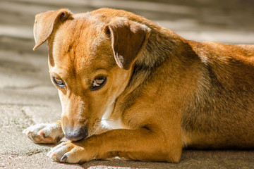 A curious brown cute dog posing for a photo shooting under a good light in the garden. He is also playing and is very cute
