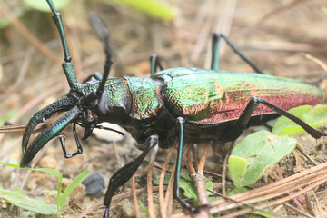 Longhorn beetle insect Cerambycidae family order Coleoptera in the rainforest of Venezuela, South...