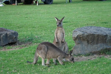 two wallabys in the kangaroo valley