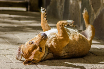 A curious brown cute dog posing for a photo shooting under a good light in the garden. He is also playing and is very cute