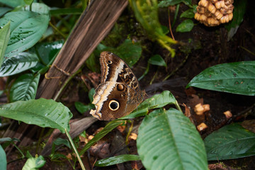 Butterfly in Tenorio Volcano National Park, Costa Rica