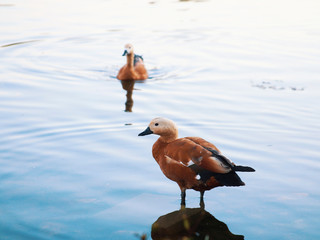 female mallards swim on a pond with clear water in search of food. Beautiful wildlife photos.