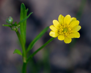 Fototapeta premium yellow flower on gray background close up