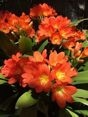Orange Flower Bundles