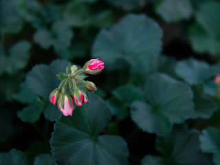 buds blooming pink roses on a background of green leaves