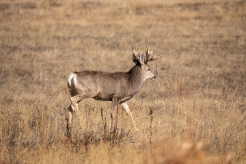 Naklejka na ściany i meble Mule Deer Buck During the Fall Rut