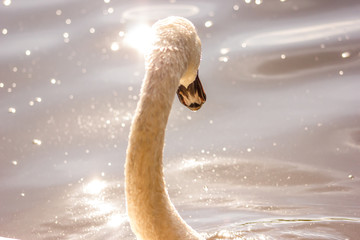 Detailed pic of a Beautiful white swan on a lake with a drop in his lip, the background is blur and the gold light of the sun during the sunset reflects on the surface of the water.Atmosphere Is magic