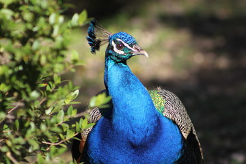Fototapeta premium Beautiful peacock with colourful blue green feathers . This bird is living its wildlife in a park close to a green plant immerse in the nature