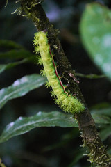 a giant green butterfly larva in the Monteverde Cloud Forest Reserve, Costa Rica