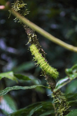 a giant green butterfly larva in the Monteverde Cloud Forest Reserve, Costa Rica