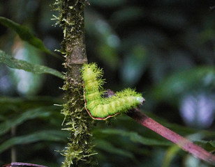 a giant green butterfly larva in the Monteverde Cloud Forest Reserve, Costa Rica