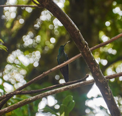 a hummingbird in the Monteverde Cloud Forest Reserve, Costa Rica