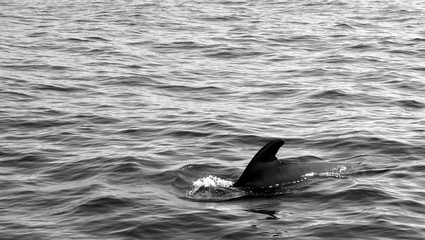 Fototapeta premium Diving into the deep