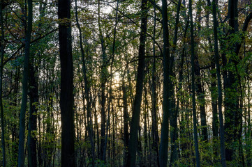 Fototapeta na wymiar Sun through the trees in a park