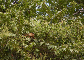 A spider monkey in a tree near the Sirena station in Corcovado National Park, Costa Rica