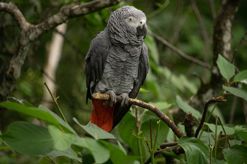 parrot with bokeh in trees