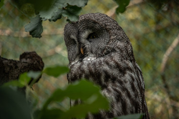 owl