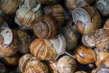 Grape snail, in a natural habitat, a culinary delicacy