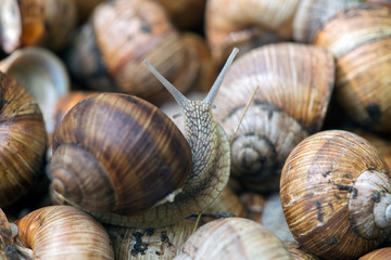 Grape snail, in a natural habitat, a culinary delicacy