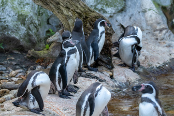 Pinguin Gruppe auf Felsen im Freien