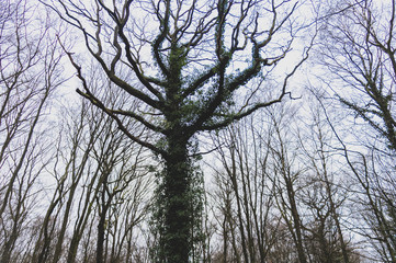 Tortuous tree covered with ivy wide view