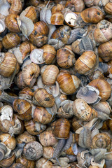 Grape snail, in a natural habitat, a culinary delicacy