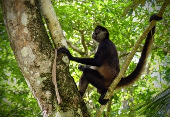 Spider Monkey in the jungle of Tikal, Guatemala