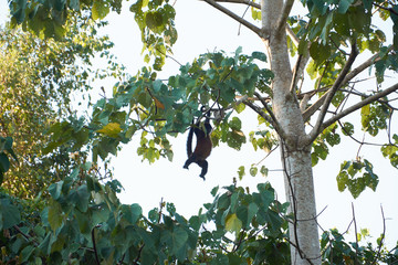 Spider monkeys near the Sirena station in Corcovado National Park, Costa Rica