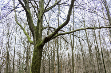 Thin tree covered with green moss