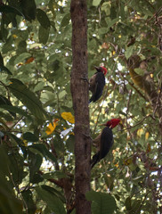 Woodpeckers peck a tree near the Mermaid station in Corcovado National Park, Costa Rica