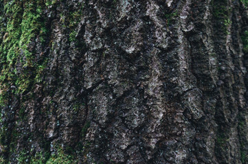 Oak bark texture with a little moss