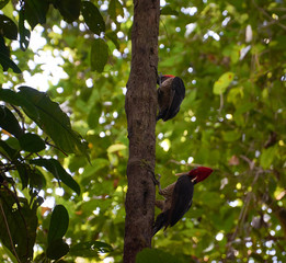 Woodpeckers peck a tree near the Mermaid station in Corcovado National Park, Costa Rica