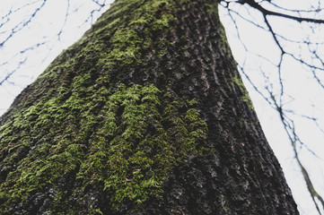 Tree with a little foam seen from below close-up