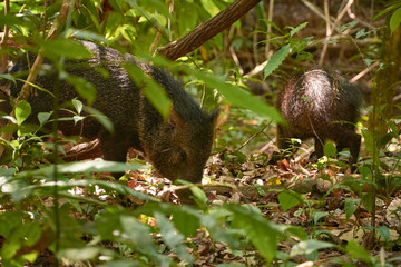 Wild boars near the Sirena station in Corcovado National Park, Costa Rica