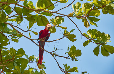 A red macaw at the San Pedrillo station. Corcovado National Park, Costa Rica