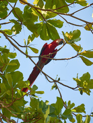 A red macaw at the San Pedrillo station. Corcovado National Park, Costa Rica