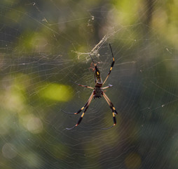 A spider Nephila clavipes (Golden thread spider, Golden silk orbweaver) at San Pedrillo station. Corcovado National Park, Costa Rica