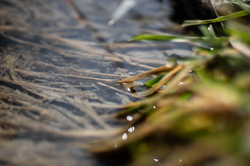 river plant