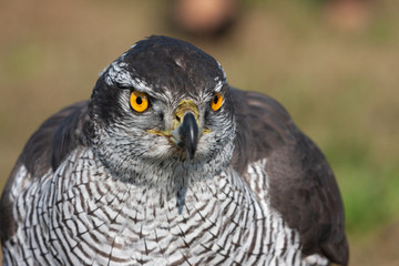 Northern Goshawk's portrait en face