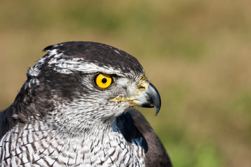Northern goshawk' portrait from the side
