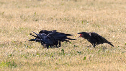 Young rook demanding food from its parents