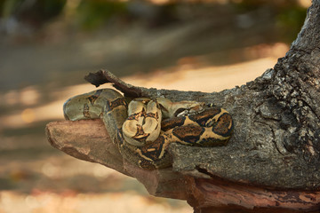 Fototapeta na wymiar A python snake calf in Corcovado National Park, Costa Rica