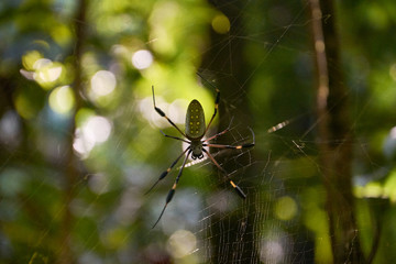 The Nephila clavipes spider (Golden thread spider, Golden silk orbweaver) in Corcovado. Costa Rica