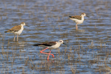 juvenile black-winged stilt (Himantopus himantopus)